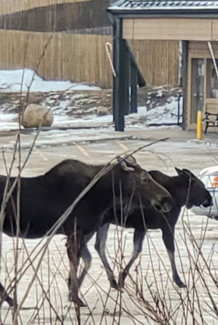 Moose at Caribou Shopping Center