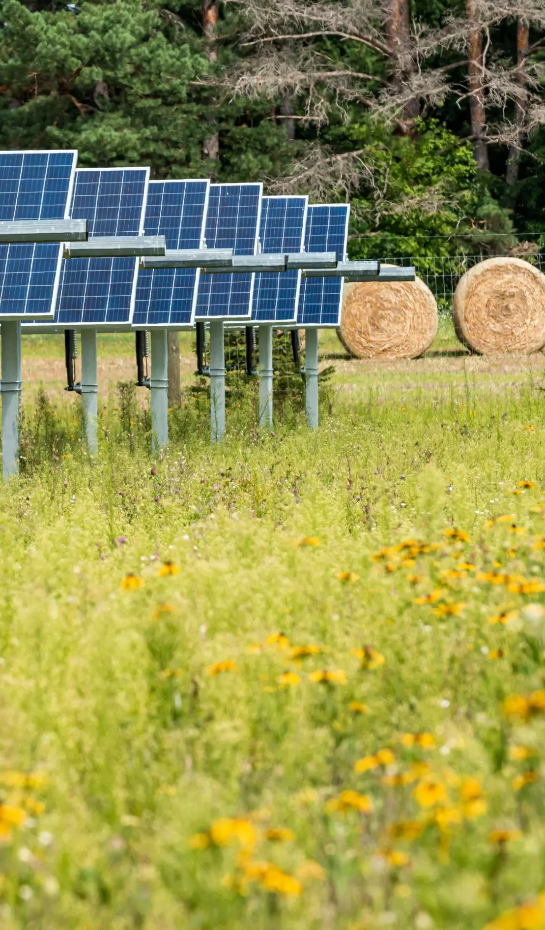 Solar panels in a field by hay bales