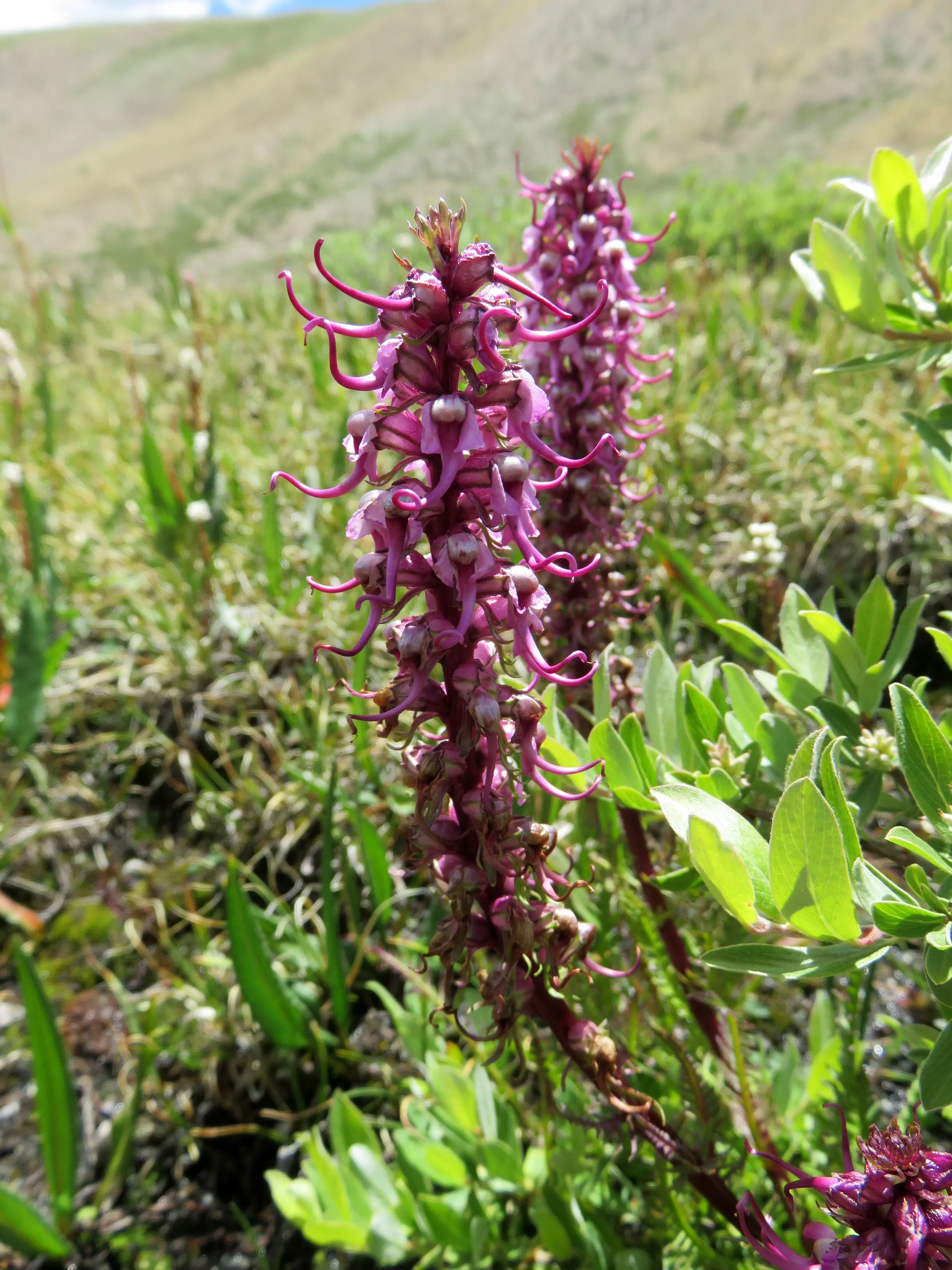 Little Elephantshead - An example of one of the plants that will be found around the wetland site