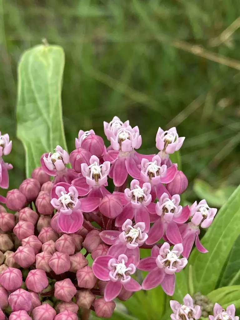 Swamp Milkweed - An example of one of the plants to be found around the wetlands site