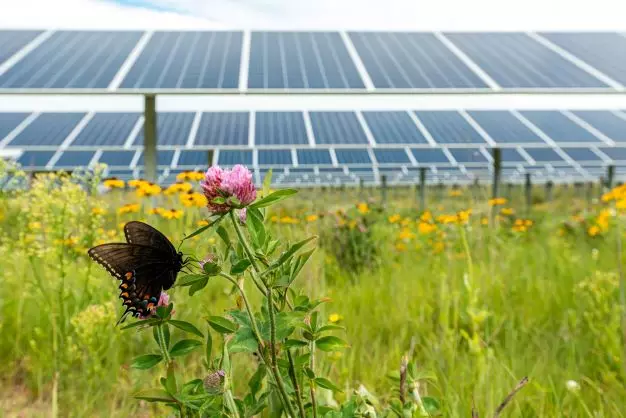 Solar Garden Panels with a Butterfly on a Flower in the forefront