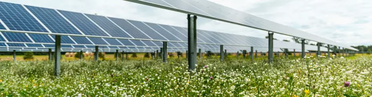 A picture of a Solar Garden with wildflowers growing around the panels